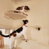 Cat Corner Shelf with 3 Steps Set Wall Mounted Cat Bed Perches Hammock for Sleeping Climbing Scratching Pet Wooden Furniture
