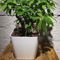 Self Watering Plant Pots Square Mini Flower Pots With Water Level Indicator Automatic Planters For Peace Lily Orchid Succulents