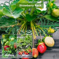 3 Sturdy Legs Strawberry Plant Supports Keeping Plant Fruit Stand Mold Rot Dirt Protection Strawberry Growing Racks