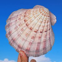 Large Lions Paw Scallop Baking Shells for Crafts DIY Painting Beaching Wedding Decoration, Beach Natural Scallop Shells Bulk