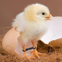 100Pcs Chick Leg Bands Elastic Poultry Leg Braces for Correction Splay Foot Treatment Quail Ducks Pigeons Care