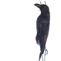 Realistic Hanging Crow Simulation Crow Bird Animal Ornaments Decoy Props Crow Garden Decor Birds Repeller Hunting trap Festival