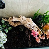 Natural Climbing Frame for Reptiles Dragon Pine Wood Decorative Snakeshipping Stands Outdoor Camping Travel Gear Fishing