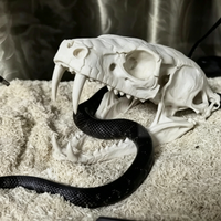 Reptile Vivarium Landscape Ornaments,Cobra Skull Sculpture Home Display Gift Cosplay Accessory,Habitat Décor,Reptiles,Amphibians