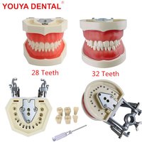 28/32 Zähne Modell für Zahntechniker Praxis Training Kiefer Typodont Standard Dental Modell Zähne Lehrmodell mit weichem Zahnfleisch