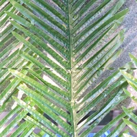 6pcs 103cm Artificial Plant Palm Leaf Frond Phoenix Coconut Plant Tree Branch Wedding Home Furniture Decor Outdoor