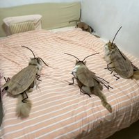 Funny Cockroach Costume for Cats DIY Handmade Pet Cosplay Insect Outfit