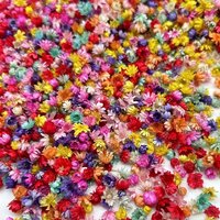 1 Bag, 1G Craft Small Dried Flowers - Resin Mini Tiny Real Pressed Flowers DIY Jewelry Earrings Epoxy Molds, Candle Soap Making