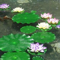 2026 Artificial Water Lily Lotus Leaf Without Flower Pond Decor Aquarium Floating Lotus Leaves for Garden Fish Tank Decoration