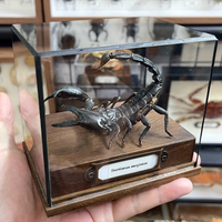 Real Heterometrus Petersii Taxidermy Authentic Black Scorpion Specimen With Walnut Showcase Home Decor Ideal Gift Collection