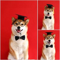 Pet Dog Cosplay Hat Collar Glasses Set Adorable Adjustable with Tassel Felt Pet Cat Dog Graduation Hat Suit Pet Cat Accessories