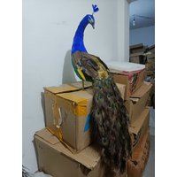 one piece simulation colorful peacock model foam and feather peacock model gift about 100cm