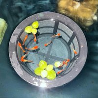 Floating Fish Fry Cage Large Capacity Reusable Aquarium Filters Fish Fry Isolation Box