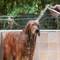 Hand Shower Holder Wear Resist Self Cleaning Bidet Sprayer Set with 2 Way Diverter & Hose for Personal Hygiene and Pet Bathing