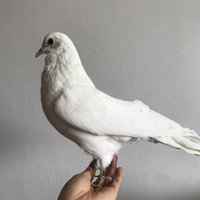 1Pcs real Taxidermy Eurasian white pigeon Columba specimen Teaching / Decoration image 3