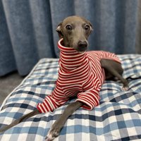 Italian Greyhound Winter Red Striped Sweater Christmas New Year Whippet Turtleneck Soft Acrylic