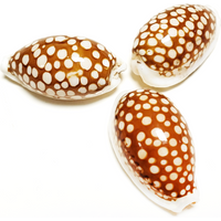 Colorful Sieve Cowrie Shell Real Cypraea Cribraria Seashell Specimen Collection Specimen Fish Tank Supplies DIY Beach Decoration