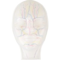 Clear Injection Face Model with Arteries, Veins & Nerves, Visible Injection Mannequin Face for Cosmetic Training