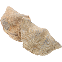 2 Pcs Natural Sea Shell Specimen Educational Geological Teaching Supply Decorative Epifaunal Adornment Ancient Marine