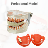 Dental Teeth Models Dentist Periodontal Model Dentistry Teaching Model For Prctice Patient Education Demo M4017