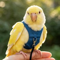 Bird Harness Parrot Flight Training Leash Set Adjustable Breathable Bird Flying Harness for Outdoor Aviary Walk