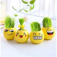 Cool expression DIY flowerpot, creative desktop decoration. Observing micro landscapes, interesting plants, mini potted plants