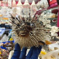 Ocean vanity fish specimen, Mediterranean style, conch shell, home creative travel souvenir, souvenir, special sale