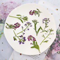 24pcs/5-6cm,natural Snowball dried flowers,real pressed flowers DIY popular nail drop plastic trinkets,gift card bookmark decor
