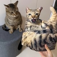 Ein Anpassbares Haustierkissen, Personalisiertes 3D-Porträt-Plüschtier für Katzen und Hunde, Mini-Tierkissen-Spielzeug