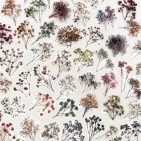 50pcs Vintage Dried Haworthia Minima PET Stickers Decals For Phone Laptop Notebook Refrigerator Guitar DIY Transparent Stickers