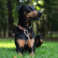 Dog Tie Out Cable Under 250LBS | Steel Wire Leash with Rotatable Buckle | Outdoor Camping Backyard Walking Chains | 6 Size