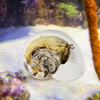 Hermit Crab House Clear Glass Conch Shells For Hermit Crab Fish Tank Ornaments Spiral Shells Replacement Clear CrystalShell