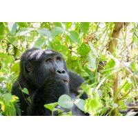 5 dagen Oeganda: Gorilla’s in overvloed