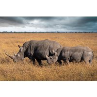 8 Dagen safari - De Big Five Special