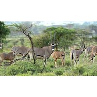 6 dagen Kenia: Samburu en meer