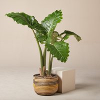 The Palm Centre Ambassadors Palm Centre Ambassadors Enjoy 22% Off Alocasia Portodora 32cm Pot