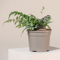 The Palm Centre Ambassadors Palm Centre Ambassadors Enjoy 25% Off Athyrium niponicum Red Beauty
