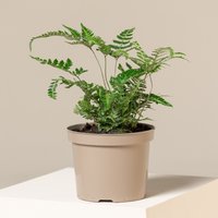 The Palm Centre Ambassadors Palm Centre Ambassadors Enjoy 25% Off Arachniodes simplicior Variegata
