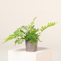 The Palm Centre Ambassadors Palm Centre Ambassadors Enjoy 25% Off Blechnum tabulare 5L Pot