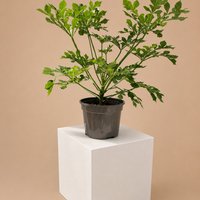 The Palm Centre Ambassadors Palm Centre Ambassadors Enjoy 25% Off Cussonia spicata 17cm Pot