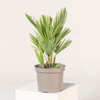The Palm Centre Ambassadors Palm Centre Ambassadors Enjoy 30% Off Chamaerops humilis Vulcano 3L Pot