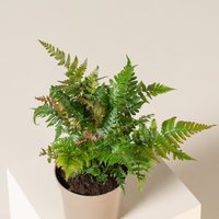 The Palm Centre Ambassadors Palm Centre Ambassadors Enjoy 25% Discount on Dryopteris erythrosora Brilliance 5L Pot