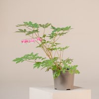 The Palm Centre Ambassadors Get 14% Discount on Lamprocapnos spectabilis 2L Pot UK Grown