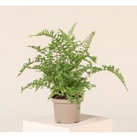 The Palm Centre Ambassadors Palm Centre Ambassadors Enjoy 25% Off Dryopteris affinis Cristata 23L Pot