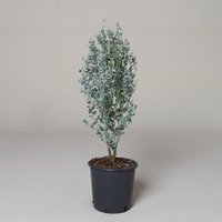 The Palm Centre Ambassadors Get 13% Discount on Eucalyptus gunnii Silverana 7L Pot 130140cm Tall