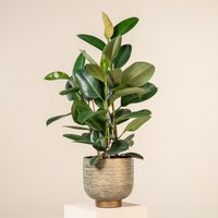 The Palm Centre Ambassadors Palm Centre Ambassadors Enjoy 25% Off Ficus elastica Robusta 27cm Pot