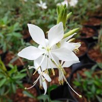 The Palm Centre Ambassadors Palm Centre Ambassadors Enjoy 25% Off Gaura lindheimeri Whirling Butterflies