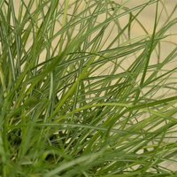 The Palm Centre Ambassadors Palm Centre Ambassadors Enjoy 25% Off Miscanthus sinensis Adagio 2L Pot