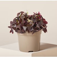 The Palm Centre Ambassadors Palm Centre Ambassadors Enjoy 25% Off Oxalis Black Velvet 2L Pot