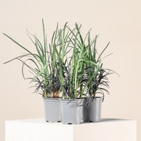 The Palm Centre Ambassadors Palm Centre Ambassadors Enjoy 25% Off Ophiopogon planiscapus Nigrescens